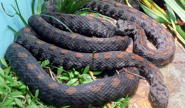 Reptile conservation and breeding center to open in Armenia