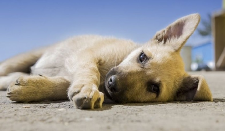 «Թափառող կենդանիների վնասազերծման կենտրոնը» հատել է պլանավորած աշխատանքների 50 տոկոսը. քաղաքապետարան