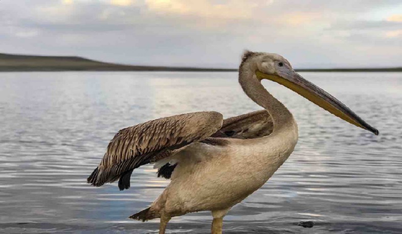 Հայաստանում առաջին անգամ բնություն են վերադարձվել փրկված և բուժված կարմիրգրքյան թռչուններ