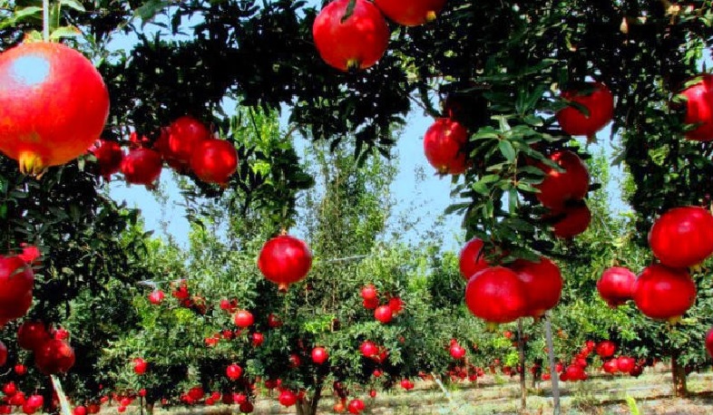 Արցախում կհիմնվեն  նռան և ընկուզենու նոր այգիներ. Արայիկ Հարությունյան