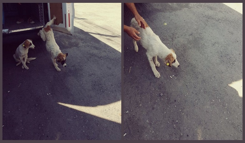 Կենդանիների սպանդը պետք է վերացնել. Հայկ Մարության