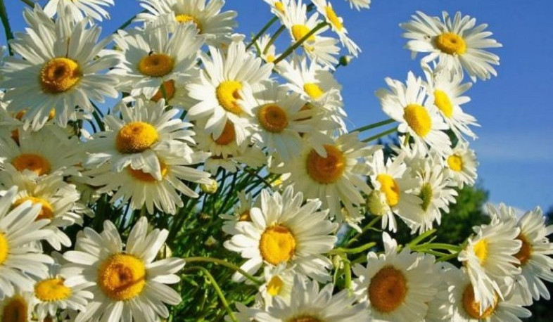 Օդի ջերմաստիճանն առաջիկա օրերին կբարձրանա 6-9 աստիճանով