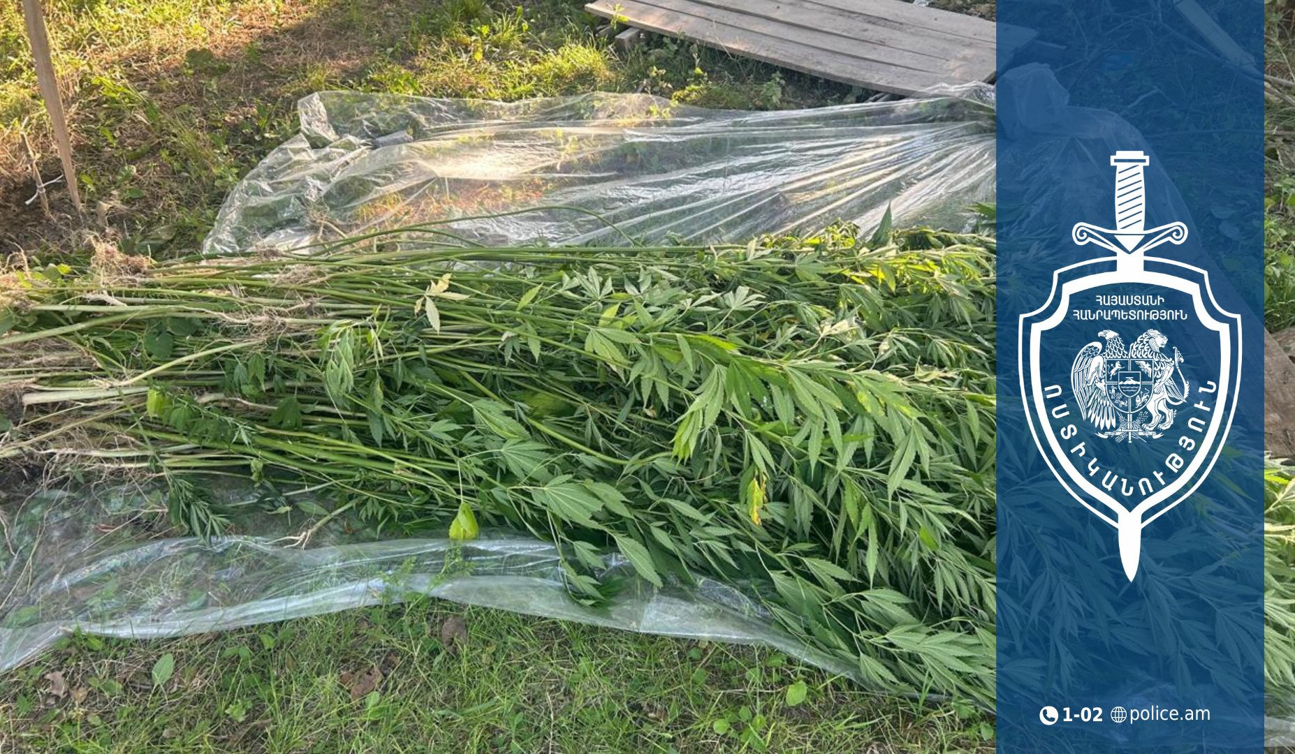 Օշականի տնամերձ հողամասերից մեկում կանեփի բույսեր են հայտնաբերվել