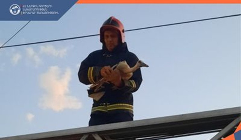 Երևանում արագիլի ձագը բնից ընկել է․ օգնության են հասել փրկարարները