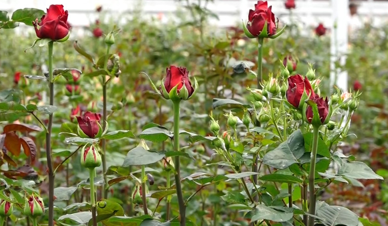 Ակունք համայնքում ժամանակակից ջերմոցային համալիր կկառուցվի