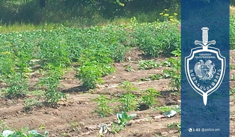 Չարենցավանի 42-ամյա բնակիչը հողատարածքում կանեփ էր աճեցնում․ հայտնաբերվել է 732 թուփ