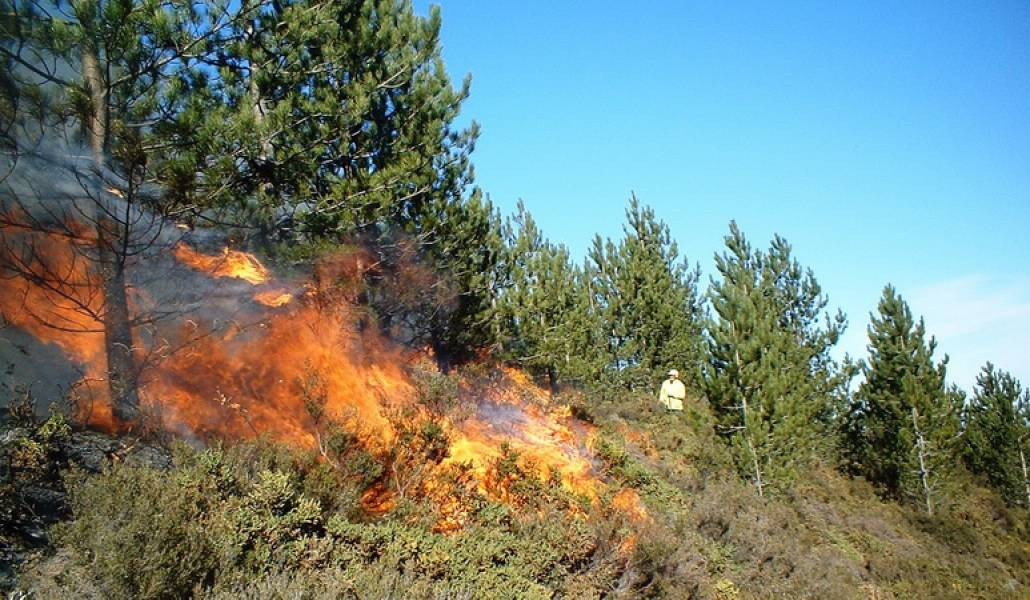 Հրդեհ «Խոսրովի անտառ» պետական արգելոցում. ՓԾ-ն իրականացնում է հրդեհաշիջման աշխատանքներ