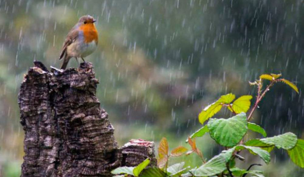 Սպասվում են կարճատև անձրև ու ամպրոպ. ջերմաստիճանը կբարձրանա 2-3 աստիճանով