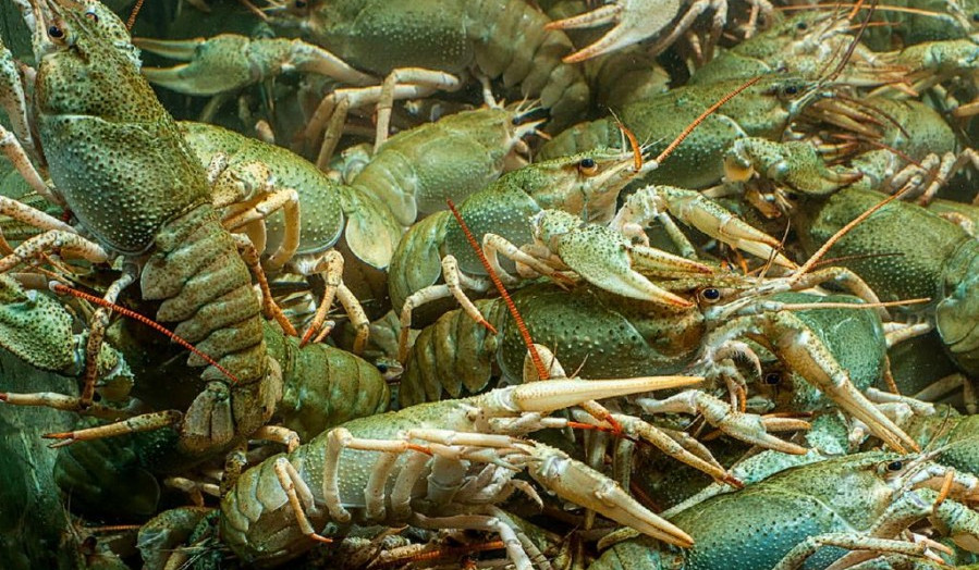 Արդյունաբերական խեցգետնաբուծության ծրագրով պետությունը փոխհատուցում է ներդրումների մինչև 50 տոկոսը