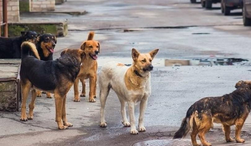 Երևանի քաղաքապետարանը ձեռնարկել է նոր նախաձեռնություն կենդանասերների համար