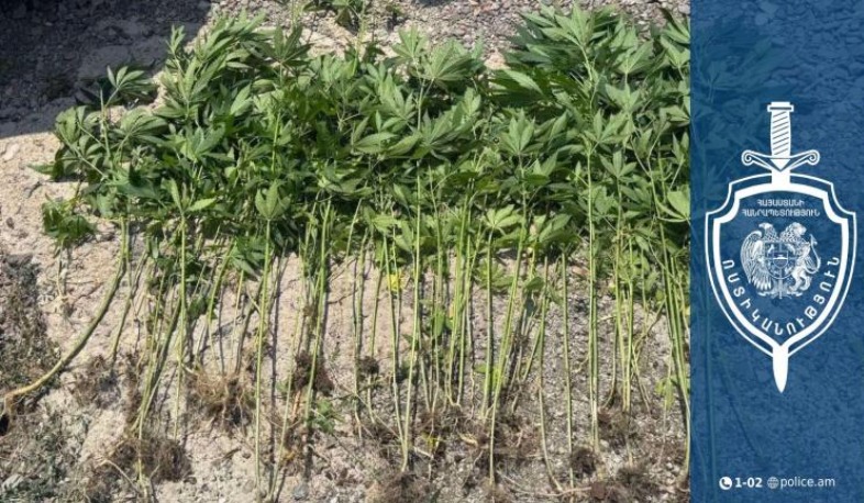 71-ամյա տղամարդու խորդանոցում մարիխուանա, կիսաքանդ շինության տարածքում՝ կանեփի թփեր են հայտնաբերվել