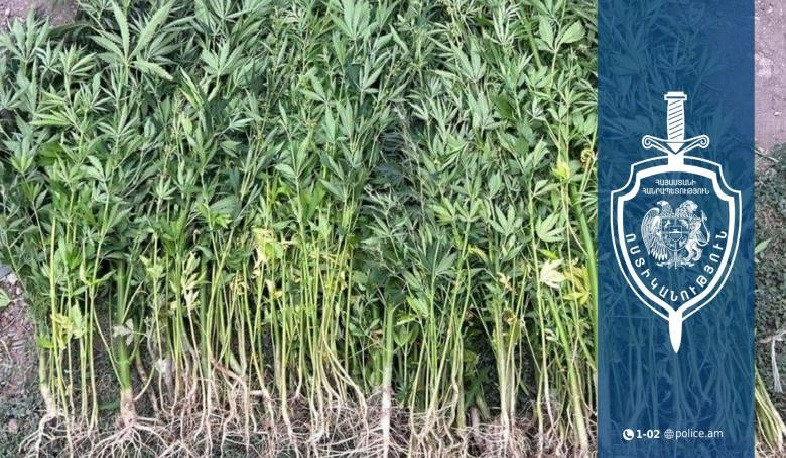 Փոքր Մանթաշ գյուղում հայտնաբերվել է կանեփի 211 թուփ