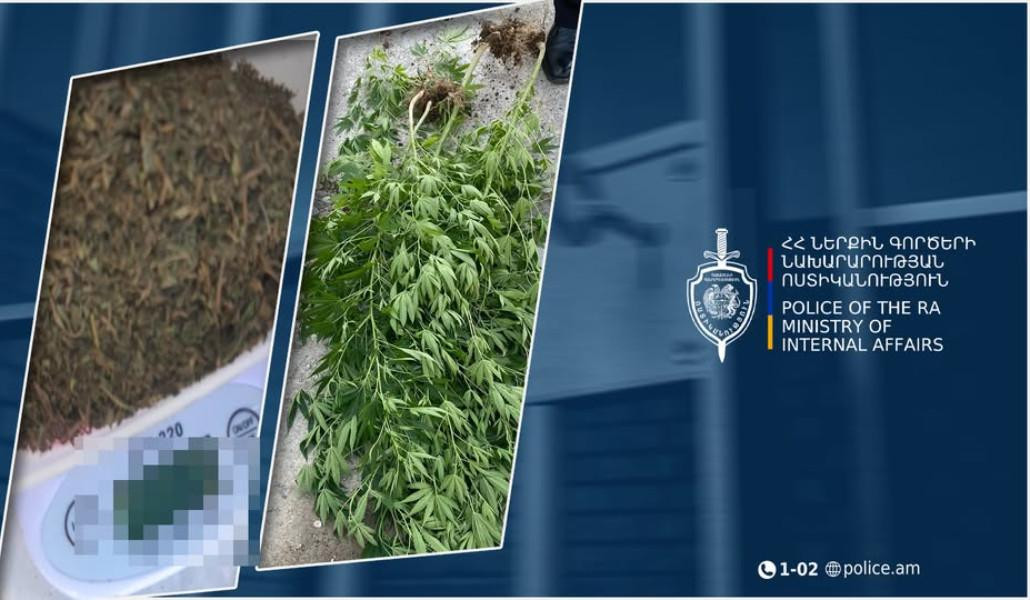 Մասիսի համայնքային ոստիկանները Նոր Խարբերդի բնակչի տանը կանեփի բույսեր ու մարիխուանա են հայտնաբերել