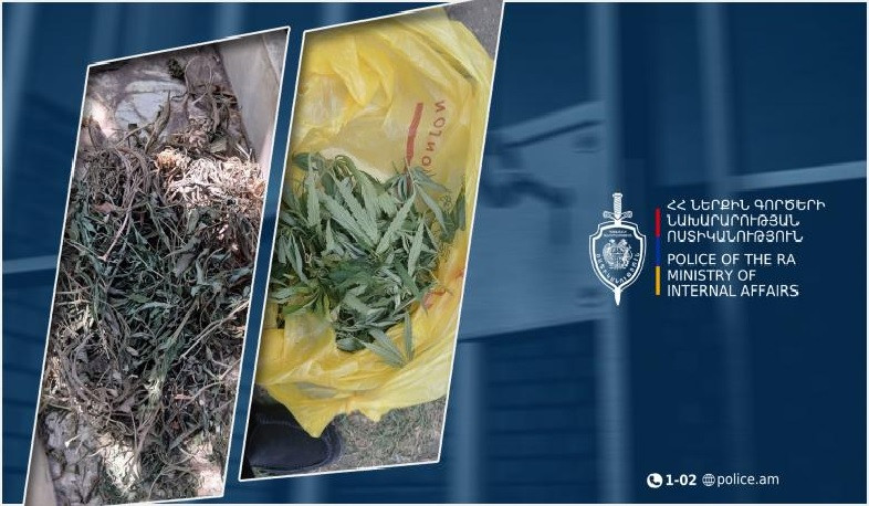 Հայտնաբերվել է խոշոր չափերի մարիխուանա․ Շիրակի քրեական ոստիկանների բացահայտումը
