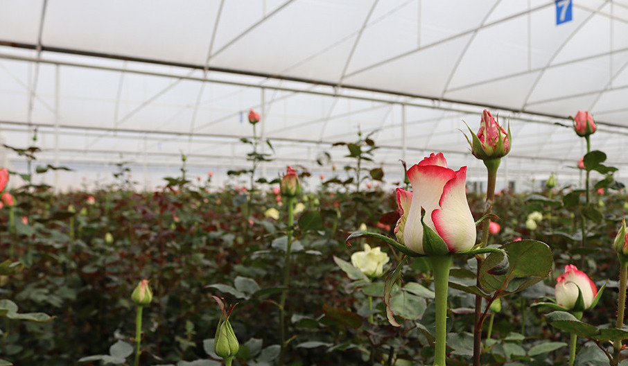 Ստուգվել է ծաղիկ արտադրող 47 կազմակերպություն, 21-ը ստացել է ՌԴ ծաղիկ արտահանելու արտոնագիր, աշխատանքները շարունակվում են