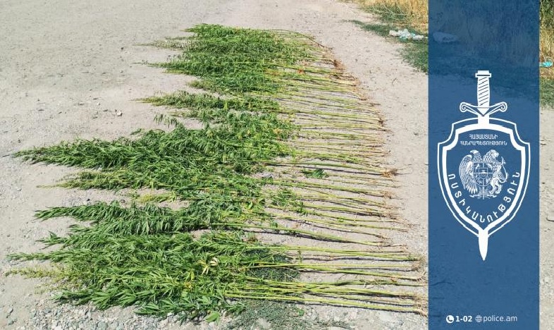 Կանաչուտի բնակչի բակում կանեփի 151 թուփ է հայտնաբերվել. Արտաշատի ոստիկանների բացահայտումը