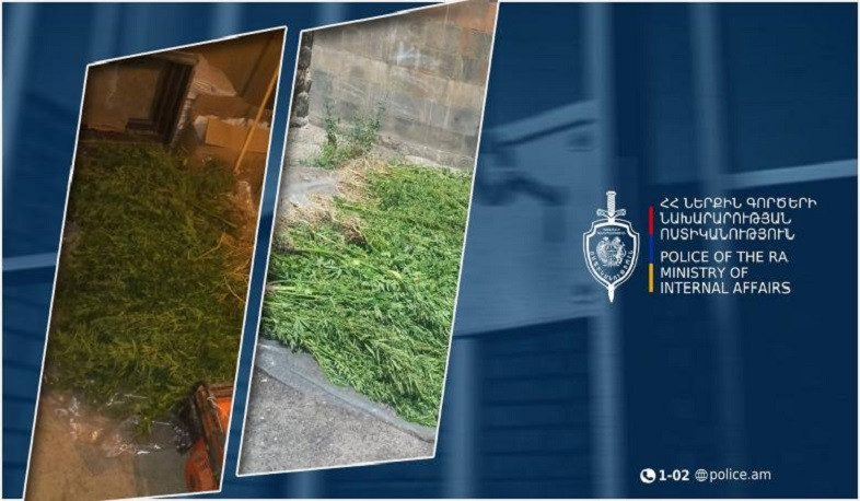 Վաղատինում հայտնաբերվել է կանեփի 839 թուփ․ Սիսիանի համայնքային ոստիկանների բացահայտումները