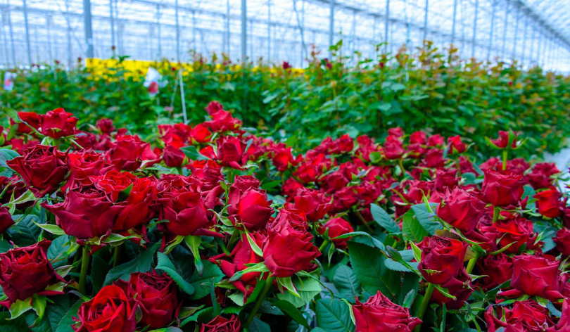 Գեղարքունիքի մարզում նախատեսվում է կառուցել ջերմոցային համալիր, որտեղ աճեցվելու են վարդեր