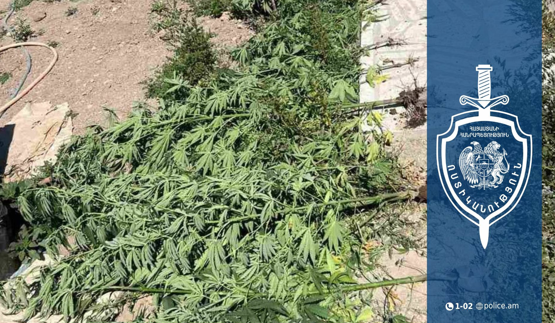 21 թուփ կանեփ, 1.5 կիլոգրամ մարիխուանա. ոստիկանների բացահայտումը