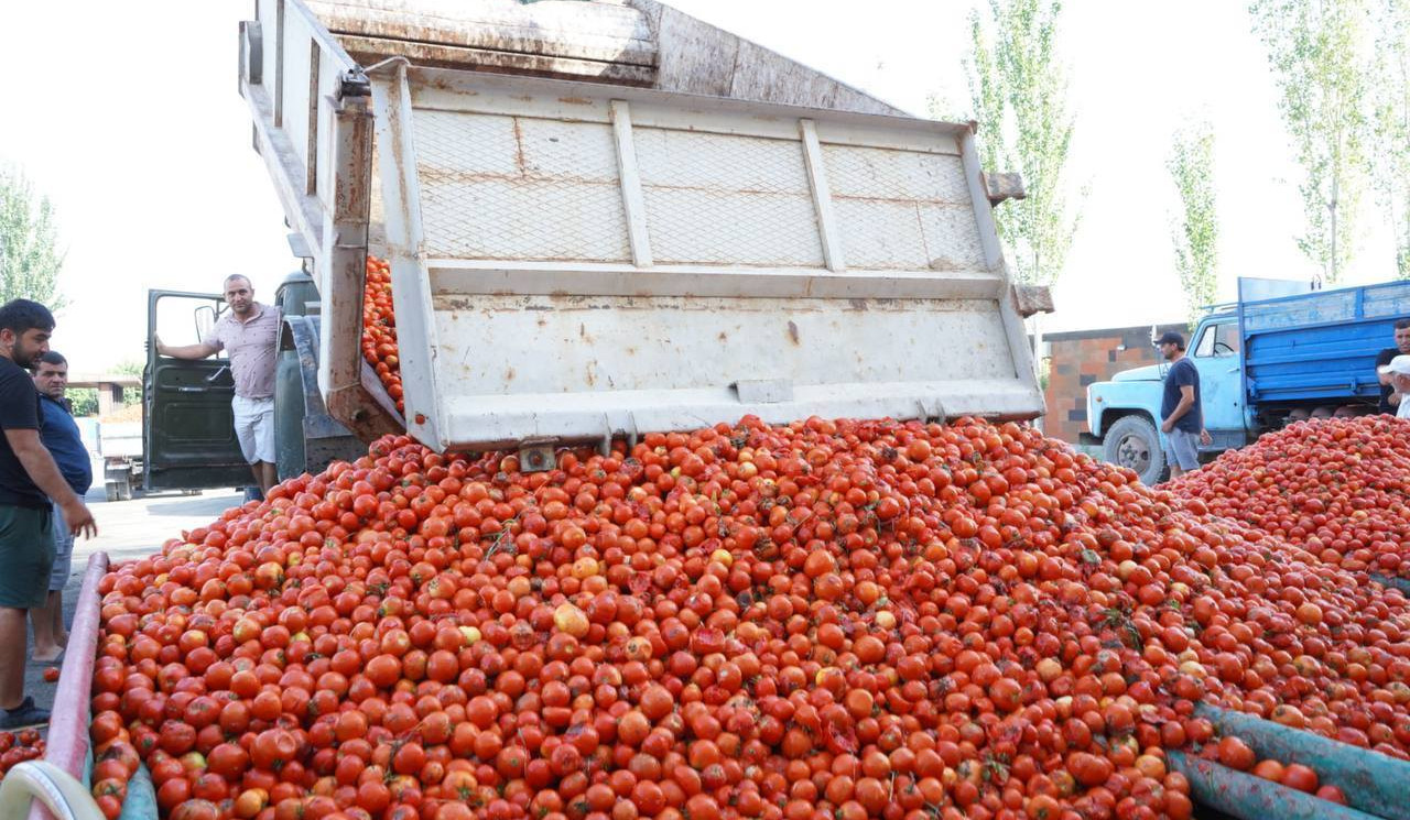 Գևորգ Պապոյանը Արմավիրի մարզում հետևել է լոլիկի մթերումների ընթացքին