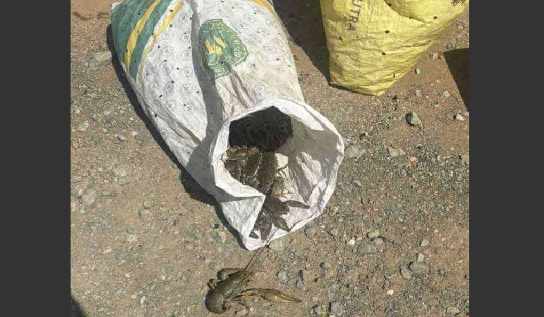 Ապօրինի որսված 40 կգ խեցգետինը բաց է թողնվել Հերհերի ջրամբար. ԲԸՏՄ