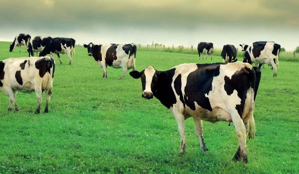 Երկարաժամկետ ներդրումների հնարավորություն կտրվի արոտավայրերի վարձակալման համար