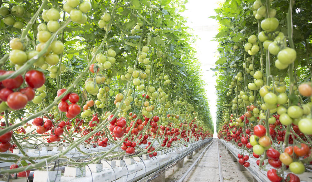 Ակունք գյուղում լոլիկի և վարունգի աճեցման նոր ջերմատուն կկառուցվի