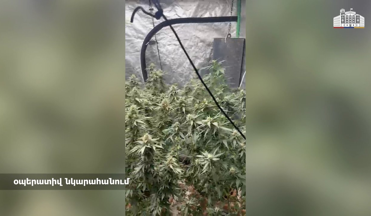 Ննջարանում աճում էր կանեփ, հայտնաբերվել է նաև 1 կգ-ից ավելի մարիխուանա. ՔՈԳՎ բացահայտումը