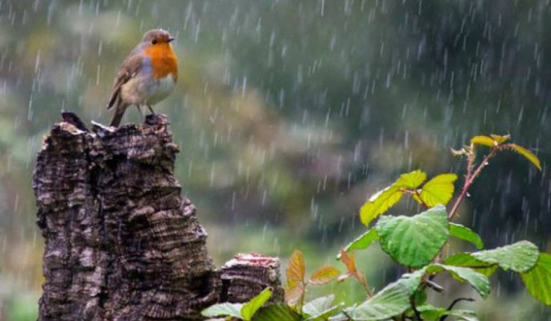 Հանրապետության առանձին շրջաններում սպասվում է կարճատև անձրև և ամպրոպ