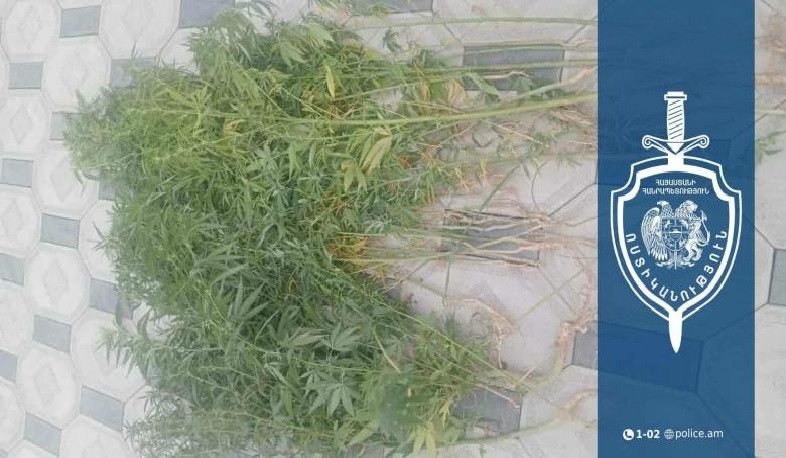 Արարատի համայնքային ոստիկանները սուրենավանցու հողամասում կանեփի բույսեր և նույն բույսից պատրաստված զանգված են հայտնաբերել