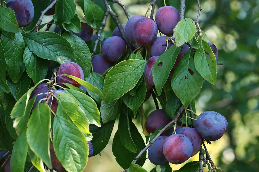 Դալարիկում կհիմնվեն նեկտարինի և սալորի ինտենսիվ այգիներ