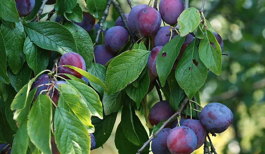 Դալարիկում կհիմնվեն նեկտարինի և սալորի ինտենսիվ այգիներ