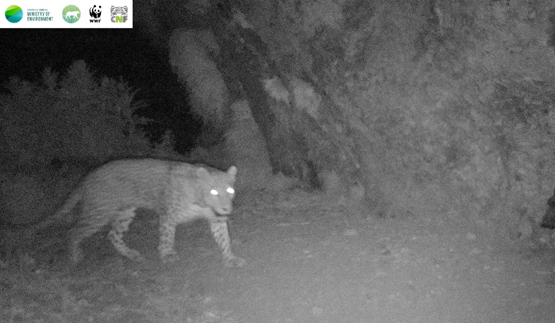 Նեո ընձառյուծը կրկին հայտնվել է ֆոտոթակարդների օբյեկտիվում