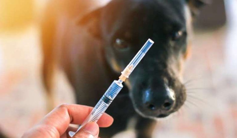 Կանխարգելիչ պատվաստումները համարվում են կատաղություն հիվանդության բուժում. ՀՎԿԱԿ