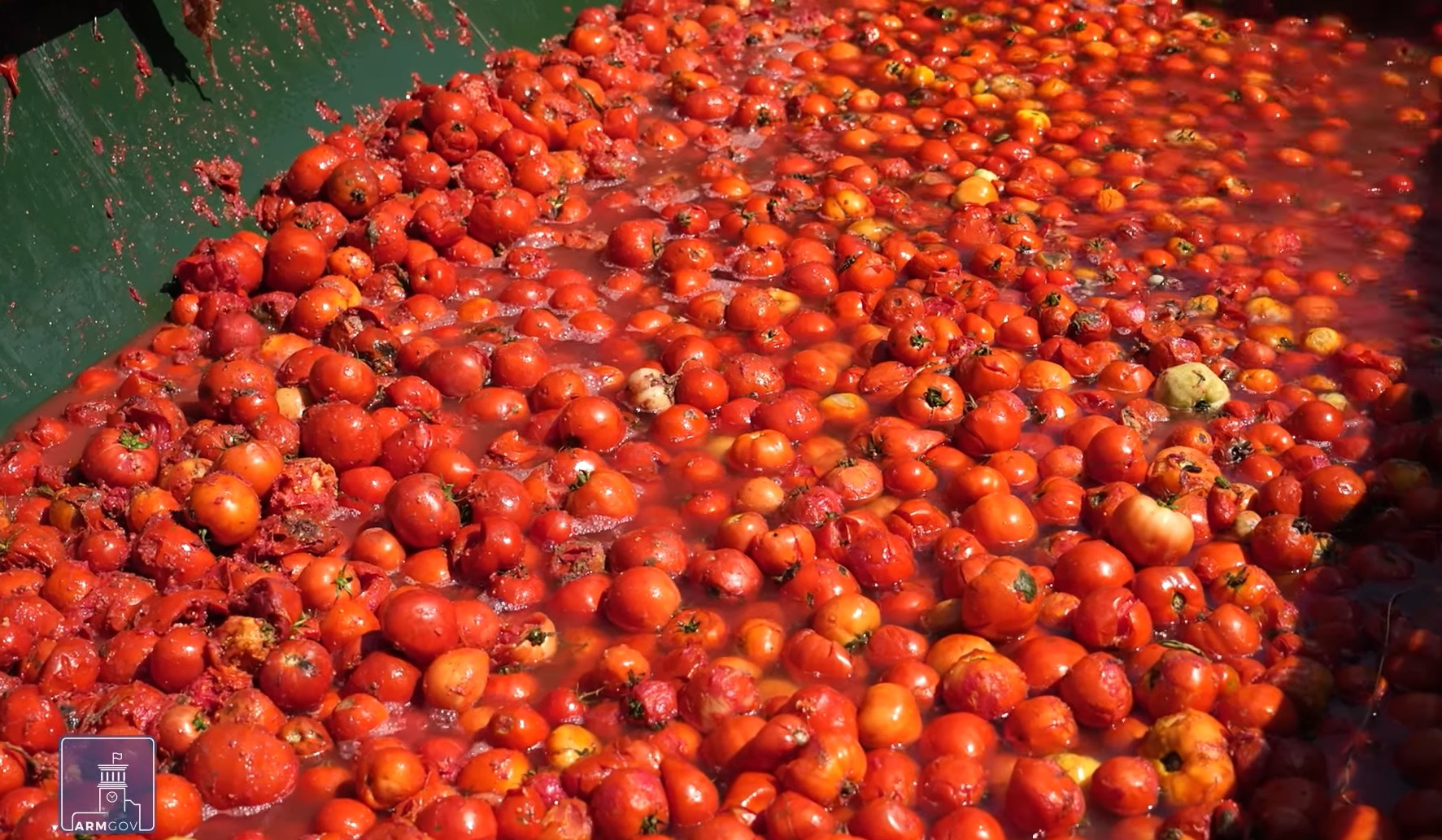 Պետաջակցության ծրագիր լոլիկ մթերողների համար