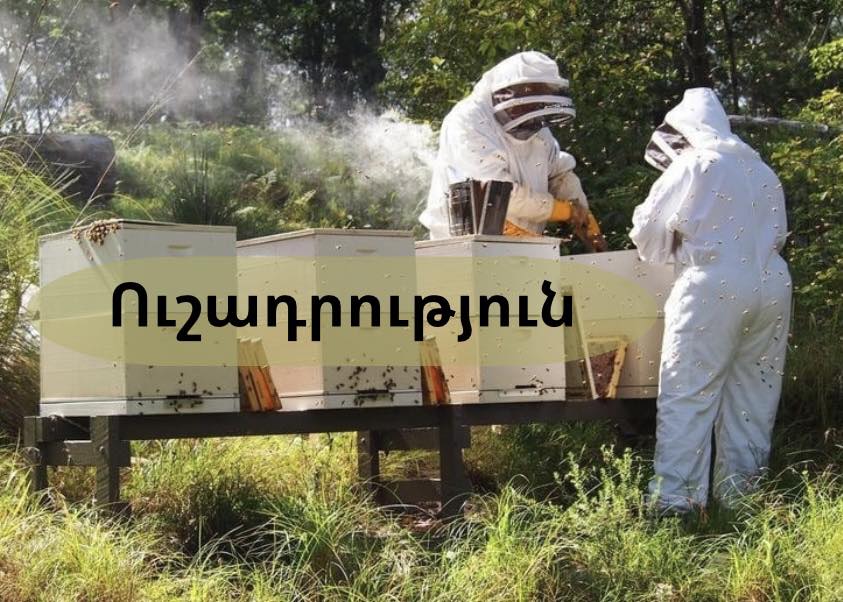 Մեղրիի համայնքապետարանն արձագանքել է մեղուների շրջանում արձանագրված անհասկանալի վարքագծի հետ կապված մեղվապահների ահազանգին