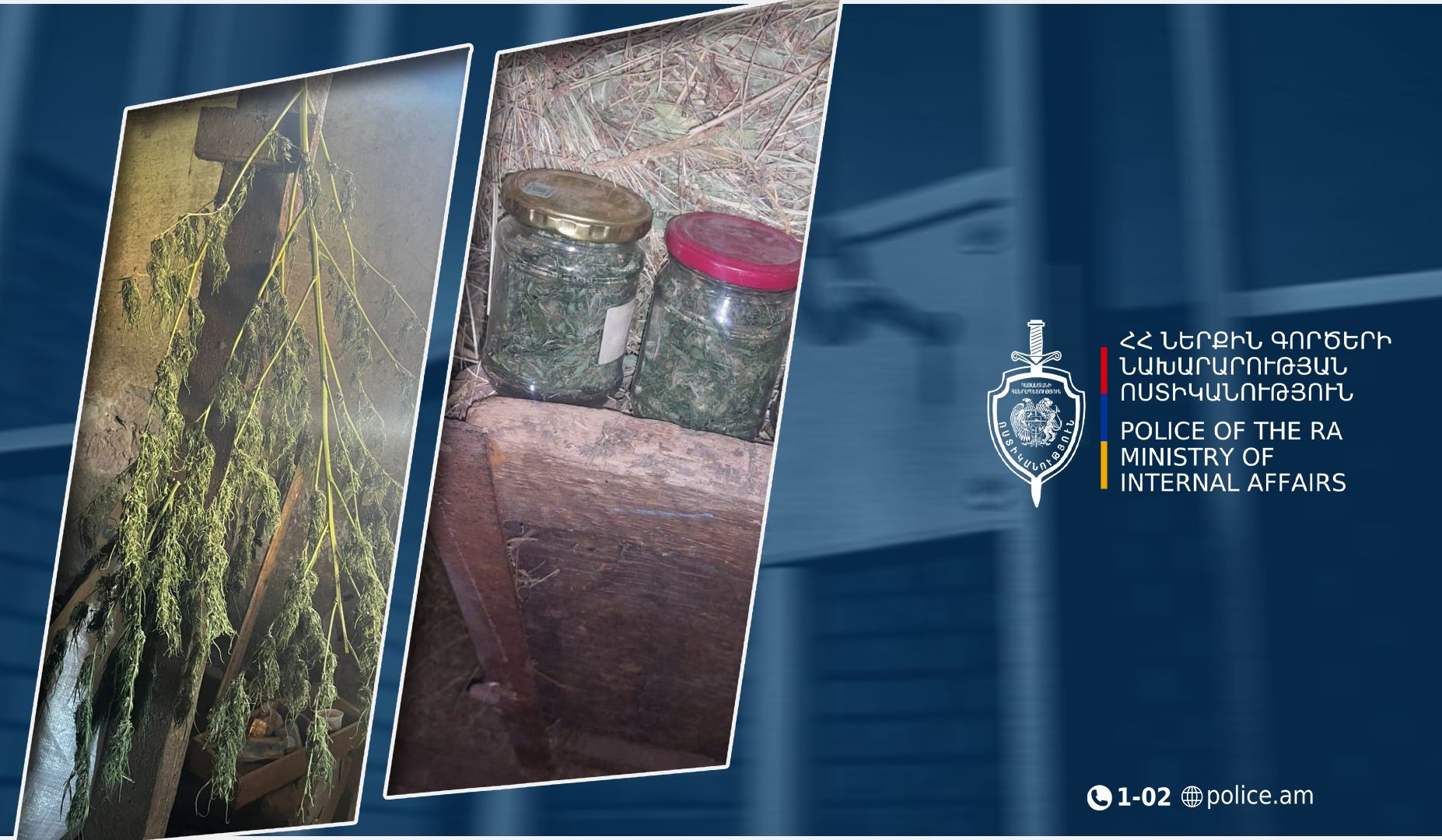 Գուսանագյուղում հայտնաբերվել են 270 գրամ մարիխուանա և կանեփի թփեր. Շիրակի քրեական ոստիկանների բացահայտումը