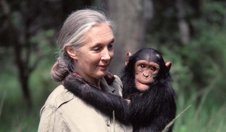 Renowned primatologist Jane Goodall dies at age 91
