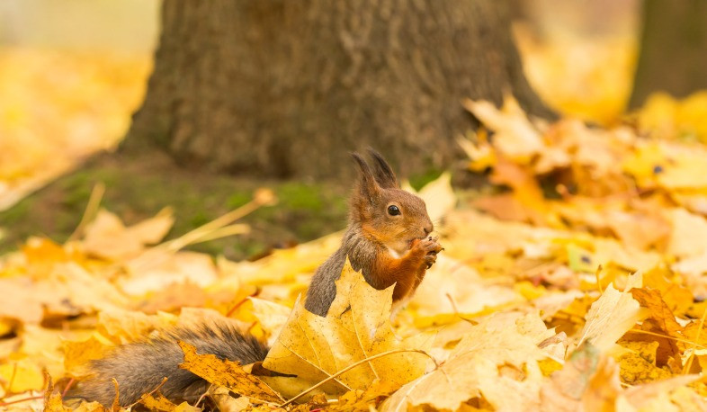 Հանրապետությունում սպասվում է առանց տեղումների եղանակ