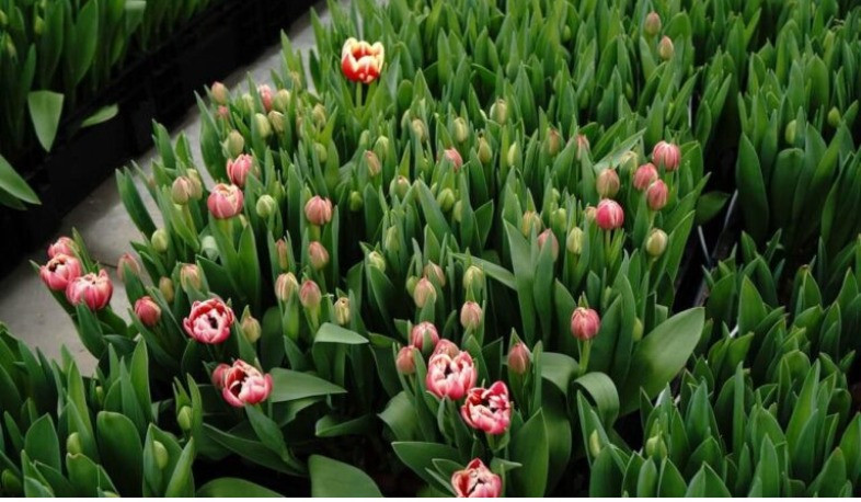 Ֆանտան գյուղում կկառուցվի ծաղկաբուծության արտադրական բազա՝ բաց դաշտային պայմաններում