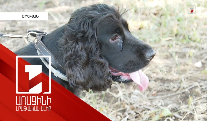 Կենդանիների 8 զբոսայգի արդեն կա Երևանում. կենդանասերները գոհ են, շներից վախեցողները՝ նույնպես