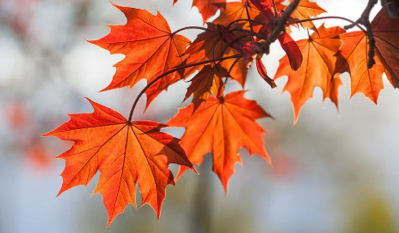 Ջերմաստիճանը հոկտեմբերի 13-ի ցերեկը կնվազի 5-7 աստիճանով, այնուհետև նույնքան կբարձրանա