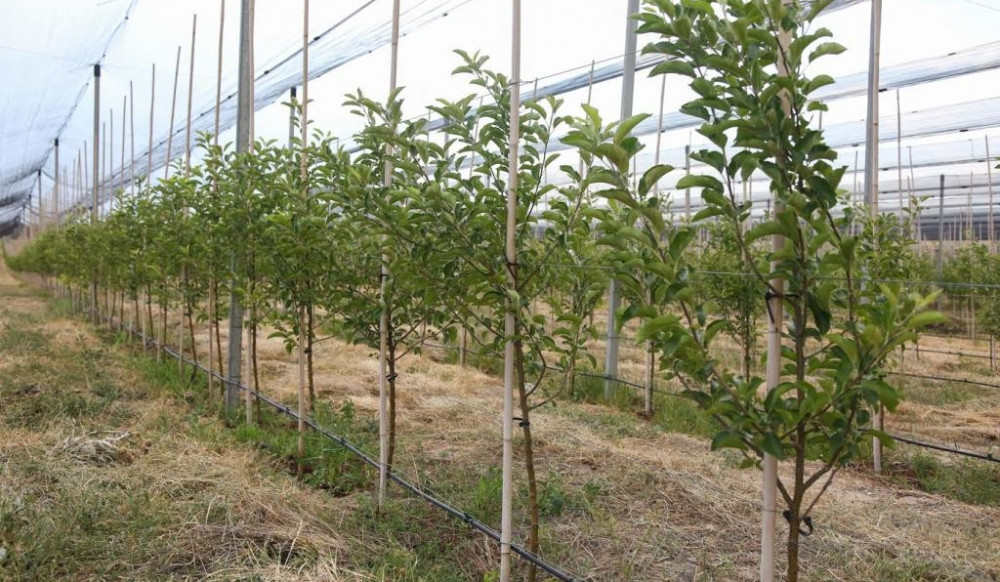 Կապահովվի ինտենսիվ այգեգործության զարգացման նպատակով սուբսիդավորման միջոցառումների շարունակականությունը