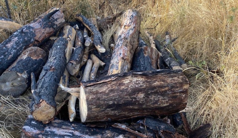 Հայտնաբերել է արժեքավոր համարվող սոճենի տեսակի երկու ծառի ապօրինի հատման դեպք․ էկոպարեկային ծառայություն