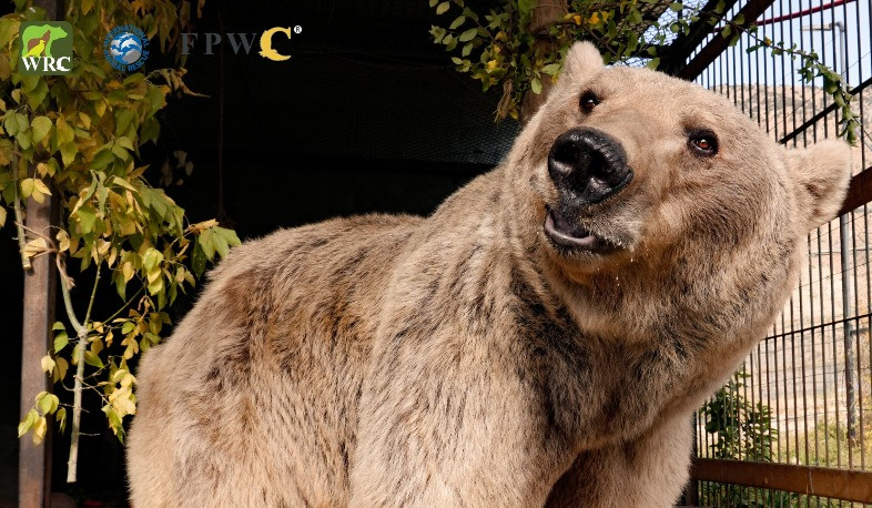 Գորշ արջը փրկվել է Հանքավանի հյուրանոցային համալիրներից մեկից