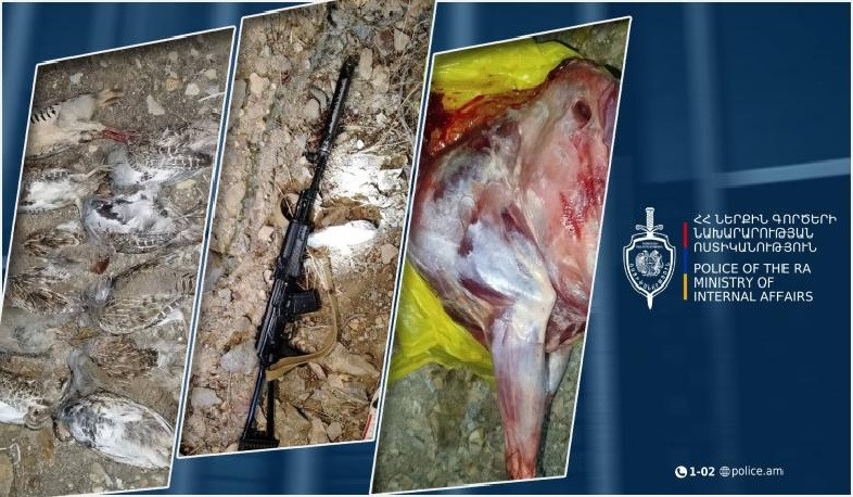 Ապօրինի որսացել էին բեզոարյան այծ. Եղեգնաձորի համայնքային ոստիկանների բացահայտումը