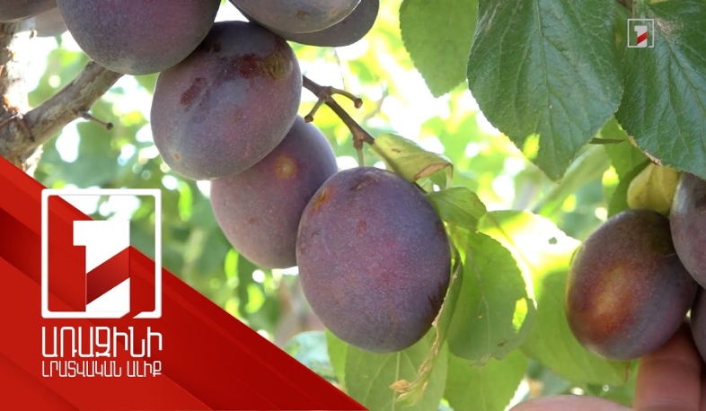 Արմավիրի մարզի ցուցադրական այգում ավելի քան հարյուր տեսակի տարաշխարհիկ մրգեր են աճում