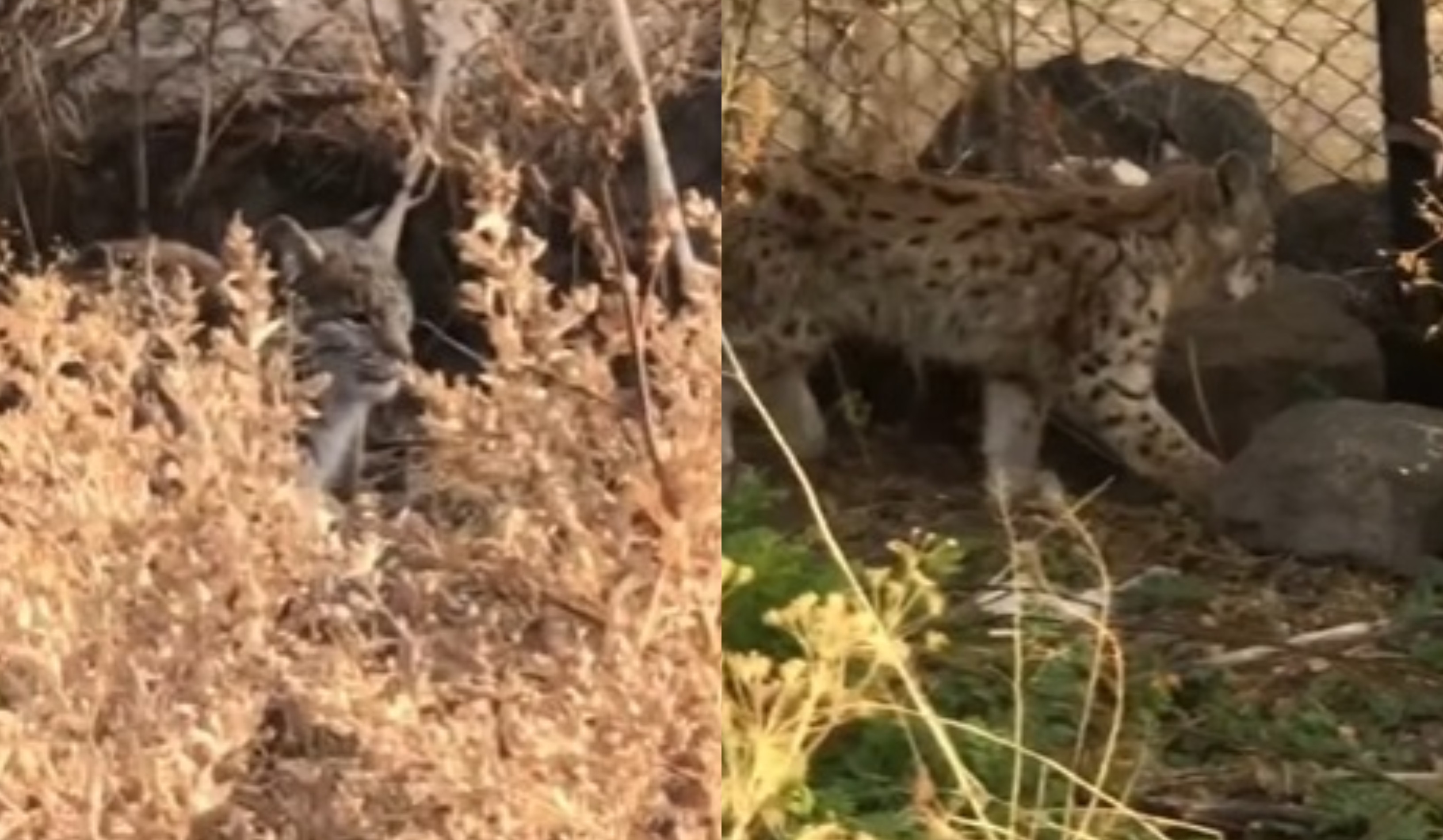 Շիրակի մարզի համայնքներից մեկում քաղաքացին լուսանի է տեսանկարահանել