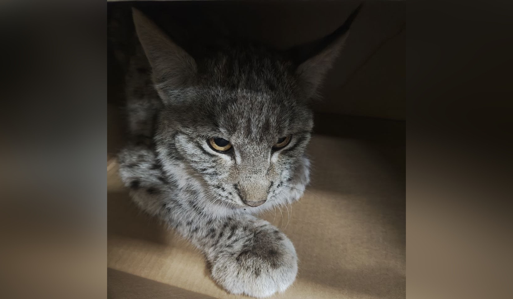 Lուսանի ձագը Կենդանաբանական այգի տեղափոխվելուց մոտ մեկ ժամ անց անկել է