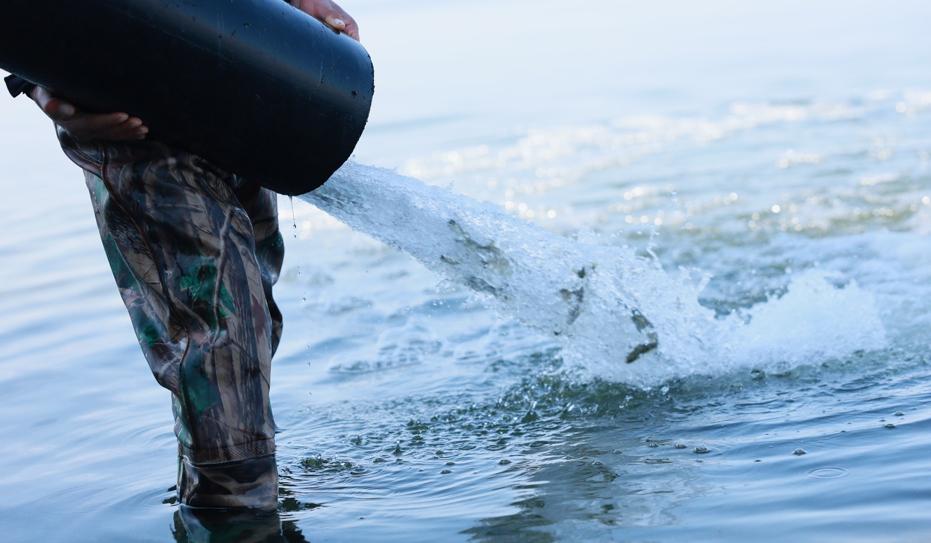 Սևանա լիճ է բաց թողնվել «Գեղարքունի» ենթատեսակի 437 հազար հատ մանրաձուկ